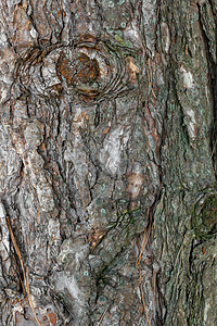 树皮绿色画幅树干效果树脂苔藓木头植被日志林业背景图片
