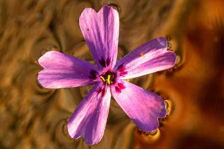 在水中分离的一朵浅紫色野花花园植物学美丽蓝色宏观花瓣微距植物群季节植物背景图片