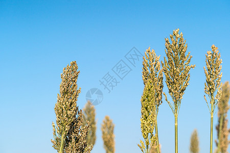 高梁或米粉剂蓝色天空收成蓝天小麦谷物植物叶子场地农场种子高粱背景图片