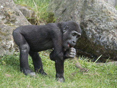小可爱的西部低地大猩猩婴儿 大猩猩吃或咀嚼树枝 草和岩石背景选择性焦点的肖像灵长类动物保护人猿女性男性哺乳动物野生动物动物园森林背景图片
