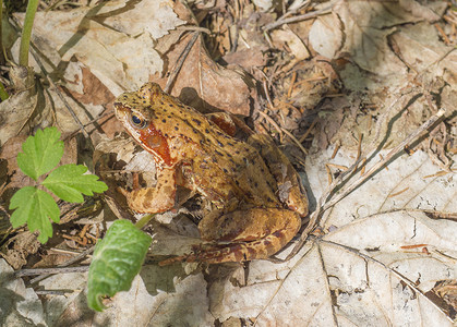 在干叶和绿叶上坐着的青蛙拉纳临时温度高清图片