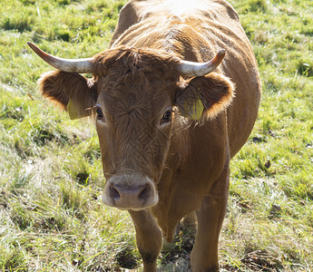 亲切的姜牛牛正面风景 在绿草上紧贴头部高清图片