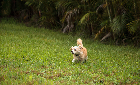金金发奇奇怪怪的吉娃娃狗 探寻热带花园母狗草地动物跑步公园犬类宠物长毛狗背景图片