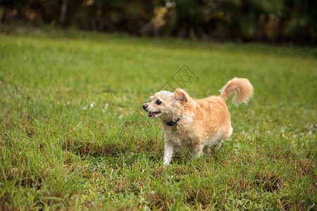 金金发奇奇怪怪的吉娃娃狗 探寻热带花园宠物跑步犬类母狗公园草地动物长毛狗背景