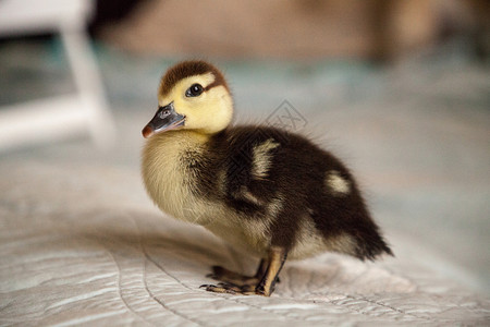 黄胸鹀蓝色背景的小鸭婴儿动物鸭子小鸭子斑点背景