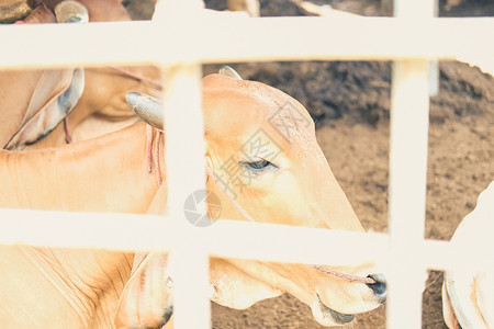奶牛在农场的牛棚里 牧场农业和畜牧业家畜摊位农村谷仓动物农田工业乡村背景图片