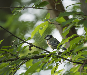 煤山雀在树枝上坐着春绿叶 自然界的野生生物场景 自然栖息地中的歌鸟 笑声环境动物叶子翅膀鸣禽花园食物羽毛动物群荒野背景
