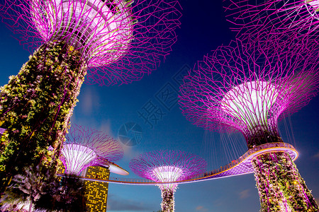 魔法树新加坡  2017年8月26日 海边花园的超级树城市技术建筑风景建筑学游客公园花园地标景观背景