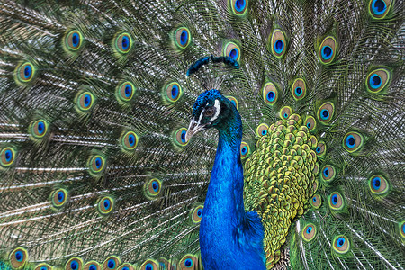 侧面鸟蓝绿有多色羽毛的孔雀 野生动物世界背景