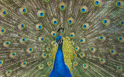 侧面鸟蓝绿野兽世界 孔雀有开放的多彩尾巴背景