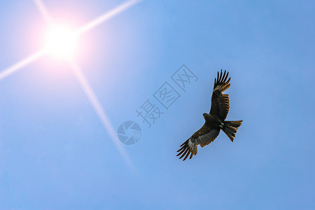 沙漠鹰在天空中飞翔 在明亮的天空和明耀的太阳下寻找猎物背景图片