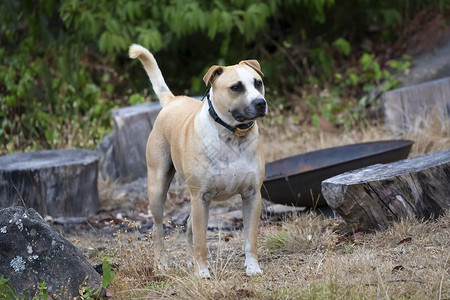 花园里一只棕白短毛狗杂草胡须院子犬类鼻子绿色衣领树桩眼睛白色背景图片