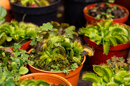 掠食性植物树叶宏观高清图片