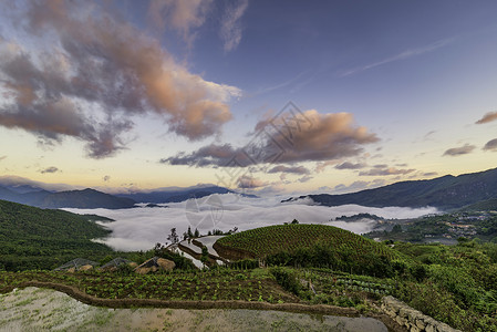 越南西北部老蔡省萨帕山Sapa 水田田梯田旅行土壤水牛浇水旅游种植灌水少数民族季节阳台背景图片