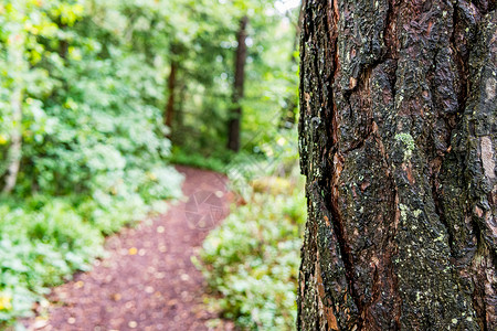 博登湖地区威尔赫姆斯多夫普弗朗杰在上斯瓦比亚被带回的自然保护区植物公园假期木头松树踪迹天气荒野远足林地背景