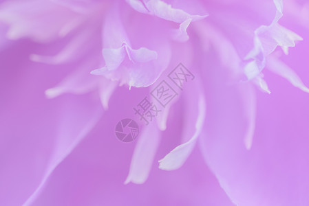 焦点模糊的粉粉花瓣背景紫色白色背景图片