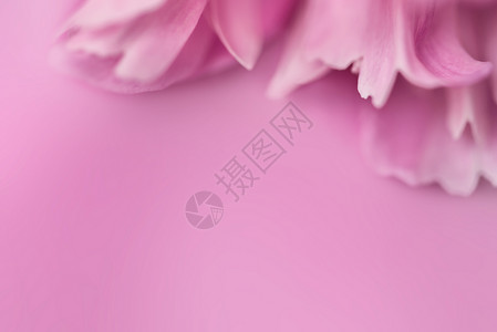 焦点模糊的粉粉花瓣粉色粉红色白色红色背景背景图片