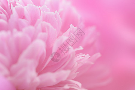 焦点模糊的粉粉花瓣红色白色礼物背景紫色森林粉红色玫瑰粉色产品背景图片