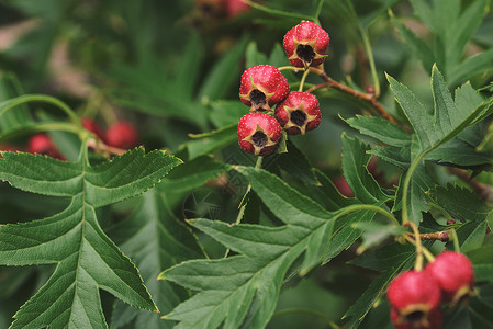 红胡须浆果山楂山楂树荒野绿色红色背景图片