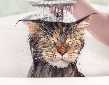 猫水洗澡时湿猫浴室淋浴宠物小猫背景