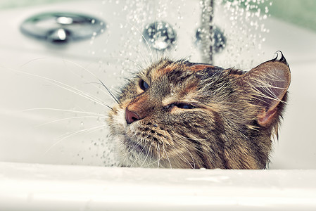 猫水湿猫在浴缸里浴室小猫淋浴哺乳动物享受动物乐趣打扫悲伤洗澡背景
