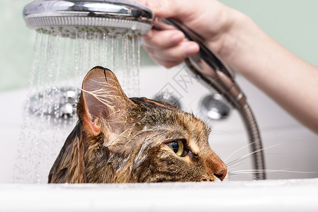 猫水湿猫在浴缸里打扫宠物乐趣猫科浴室哺乳动物卫生小猫动物淋浴背景
