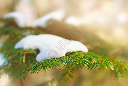 雪白色云杉背景图片