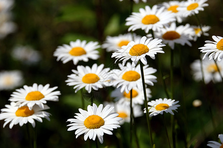 许多美丽的野地甘菊花朵 白色花瓣在草原上 在夏日的视野中背景图片