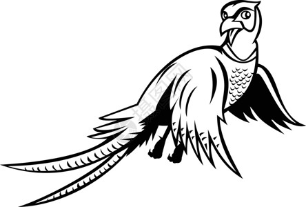 雄雉鸡黑色和白色卡通上方飞行的环颈Pheasant插画