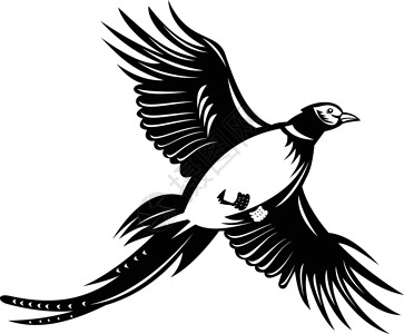 雄雉鸡黑色和白色环颈风车飞上反黑白插画