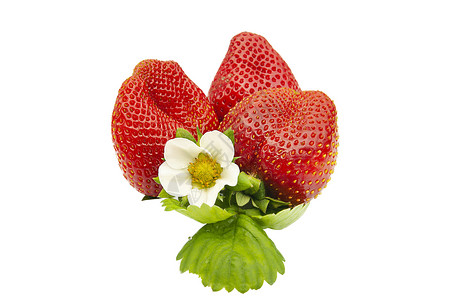 有花朵的成熟草莓背景图片