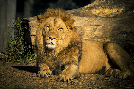 一只雄狮子在阳光下放松外套国王动物豹属毛皮皮肤狮子野生动物肉食者耳朵背景图片