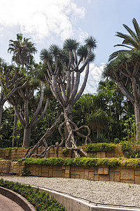 Dracaena(龙树) 有强大的根和厚厚的树干背景图片