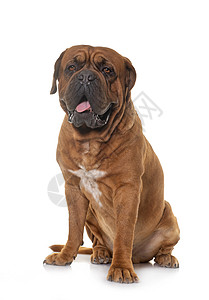 波尔多狗波尔多杜格棕色工作室成人宠物动物男性背景