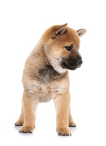 小狗动物柴犬宠物工作室婴儿棕色背景图片