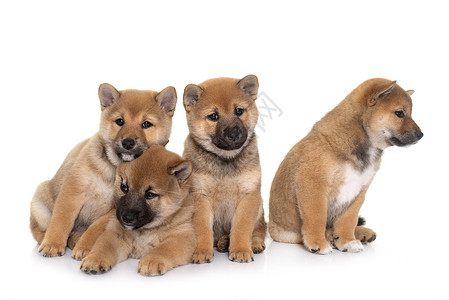 小狗小熊猪宠物团体棕色婴儿动物工作室柴犬背景图片