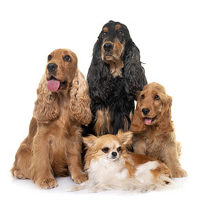 和吉华花团体动物英语黑色猎犬成人家庭小狗女性工作室背景图片