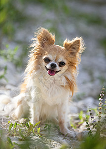 自然中的吉华华人草本植物舌头宠物白色动物棕色长发背景图片