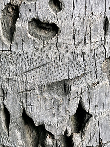 椰树树树皮纹理背景图片
