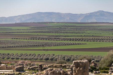 大连发现王国从摩洛哥Meknes附近古城Volubilis 发现的橄榄种植园背景