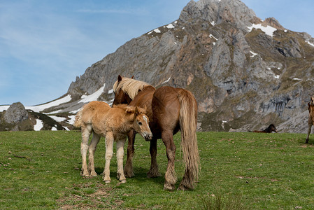 里亚斯西班牙坎塔布里亚国家公园的野兽马匹天空假期土地山脉风景草地村庄顶峰场地背景