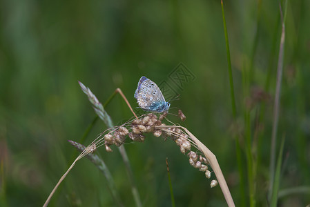 深色蝴蝶1 - 普通蓝蝴蝶的侧侧剖面暗底背景背景