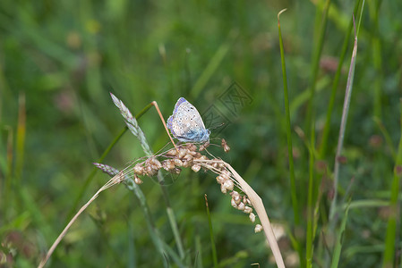 深色蝴蝶2 - 普通蓝蝴蝶更亮的侧侧侧剖面背景