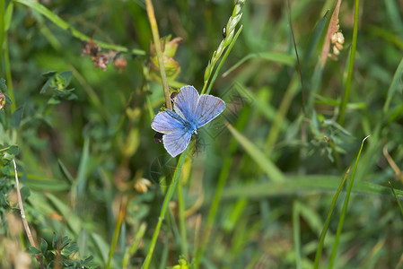 深色蝴蝶- 普通的蓝蝴蝶在框架外看 有复制空间背景