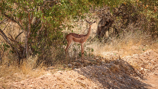 Gerenuk - 长颈瞪羚站立在高清图片