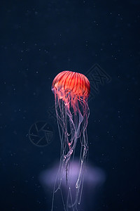 水毒太平洋下水层发光的克丽萨奥拉动物异国墙纸水族馆生物线程荨麻危险情调紫色背景