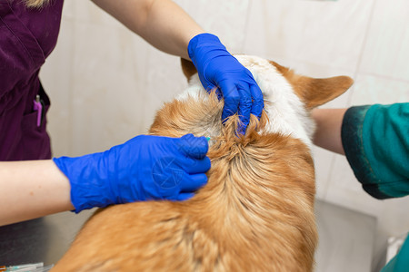 文明养犬兽医诊所的专业兽医疫苗 在兽医诊所里养狗群背景