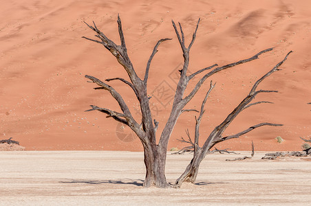 德森哈达纳米布沙漠苏丝斯黎高清图片