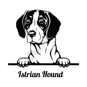 伊斯特万皮狗 - 伊斯特里安猎犬品种 - 白头孤立插画