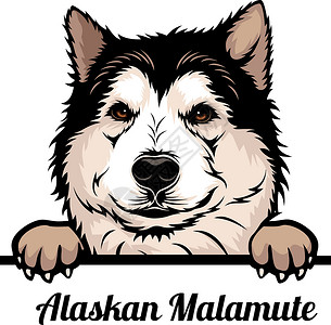 苏穆特阿拉斯加马拉穆特 - 彩色涂鸦狗 - 种头脸部被白孤立插画